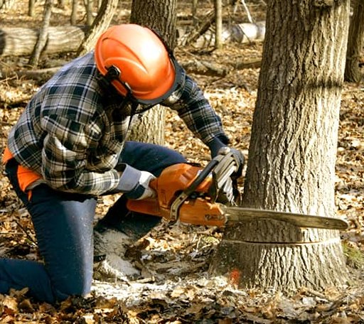 Tree Removal in Nordland, WA